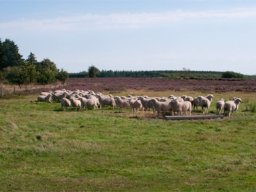 IMGP3184-Lammeflokken